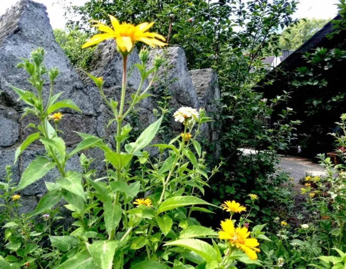 Alternatives durables au gazon traditionnel: plantes résistantes à la sécheresse pour un jardin écologique sans entretien